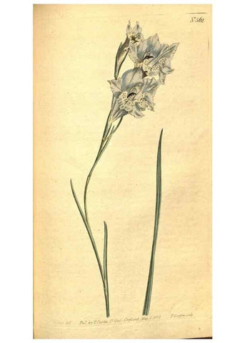 Reproducción/Reproduction 8414378196: Curtis's botanical magazine.. London ;New York [etc.] :Academic Press [etc.]
