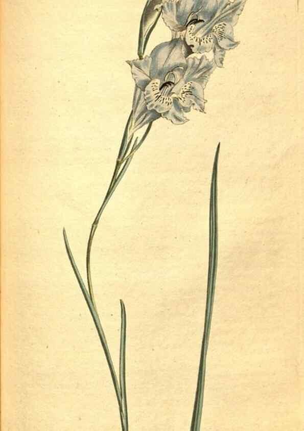 Reproducción/Reproduction 8414378196: Curtis's botanical magazine.. London ;New York [etc.] :Academic Press [etc.]