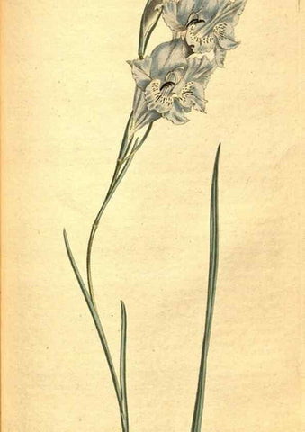 Reproducción/Reproduction 8414378196: Curtis's botanical magazine.. London ;New York [etc.] :Academic Press [etc.]