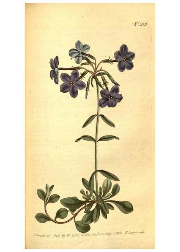 Reproducción/Reproduction 8413281093: Curtis's botanical magazine.. London ;New York [etc.] :Academic Press [etc.]