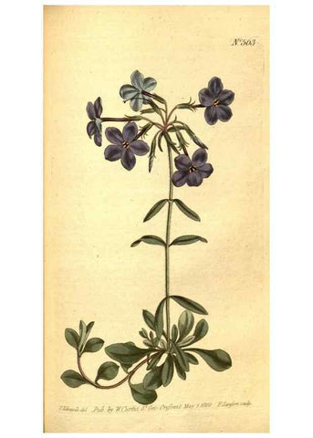 Reproducción/Reproduction 8413281093: Curtis's botanical magazine.. London ;New York [etc.] :Academic Press [etc.]