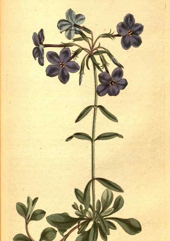 Reproducción/Reproduction 8413281093: Curtis's botanical magazine.. London ;New York [etc.] :Academic Press [etc.]