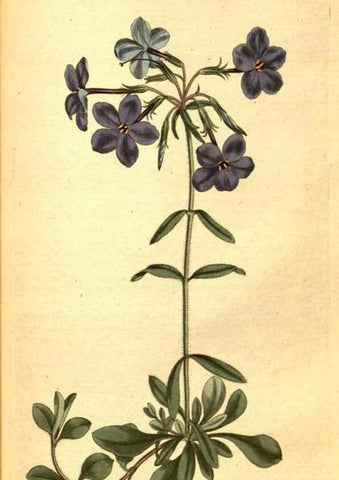 Reproducción/Reproduction 8413281093: Curtis's botanical magazine.. London ;New York [etc.] :Academic Press [etc.]