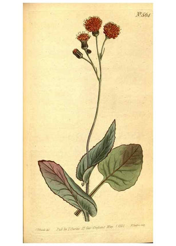 Reproducción/Reproduction 8413281677: Curtis's botanical magazine.. London ;New York [etc.] :Academic Press [etc.]