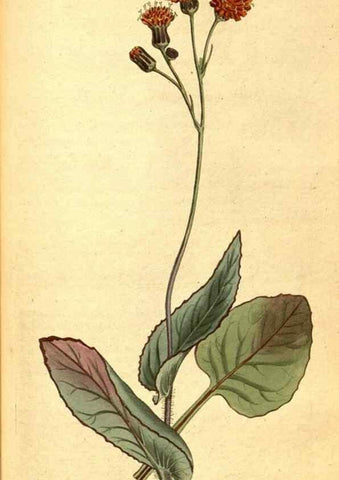 Reproducción/Reproduction 8413281677: Curtis's botanical magazine.. London ;New York [etc.] :Academic Press [etc.]