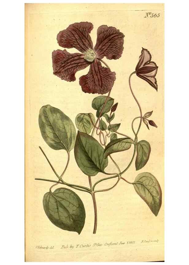 Reproducción/Reproduction 8414380502: Curtis's botanical magazine.. London ;New York [etc.] :Academic Press [etc.]