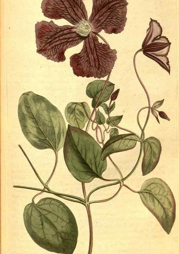 Reproducción/Reproduction 8414380502: Curtis's botanical magazine.. London ;New York [etc.] :Academic Press [etc.]