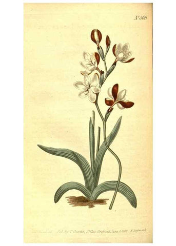 Reproducción/Reproduction 8413282781: Curtis's botanical magazine.. London ;New York [etc.] :Academic Press [etc.]