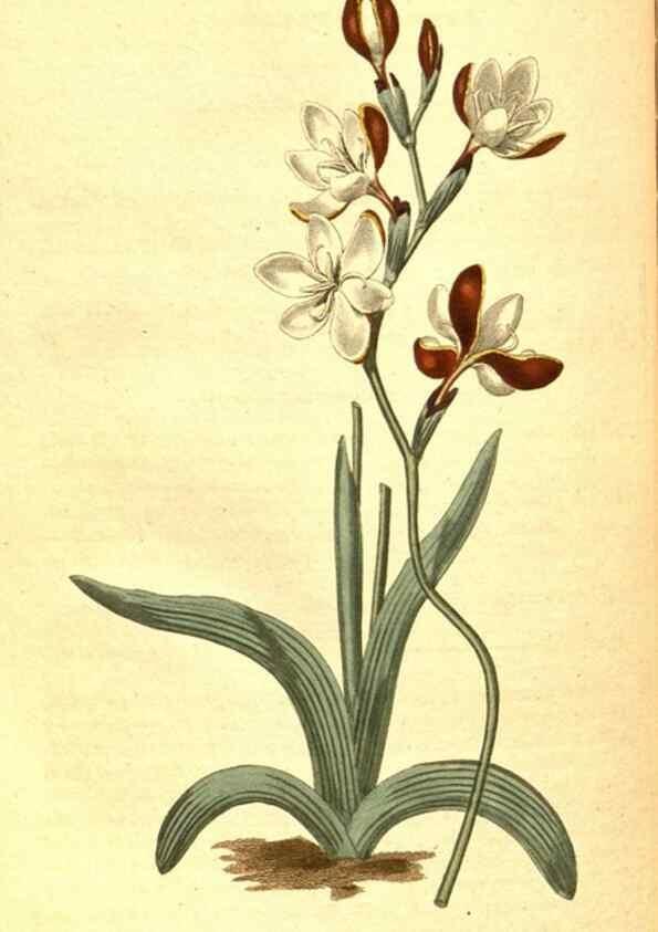 Reproducción/Reproduction 8413282781: Curtis's botanical magazine.. London ;New York [etc.] :Academic Press [etc.]