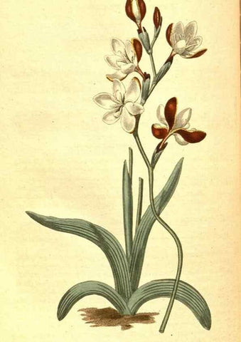 Reproducción/Reproduction 8413282781: Curtis's botanical magazine.. London ;New York [etc.] :Academic Press [etc.]