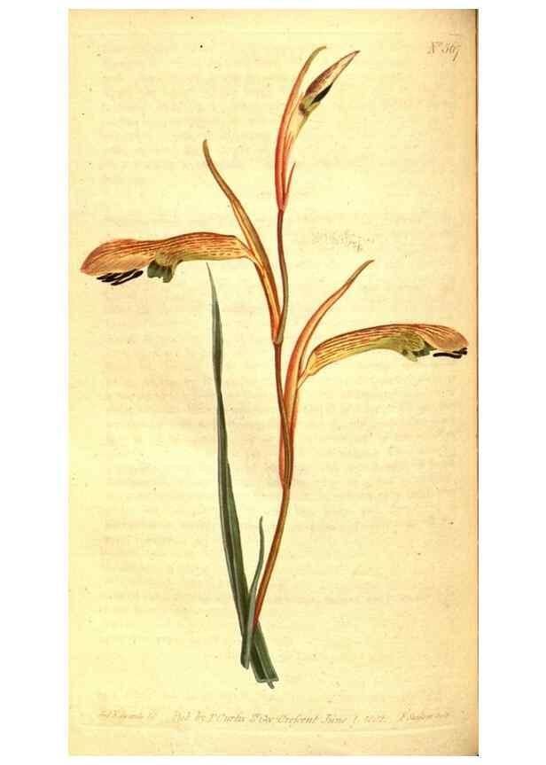 Reproducción/Reproduction 8414381584: Curtis's botanical magazine.. London ;New York [etc.] :Academic Press [etc.]