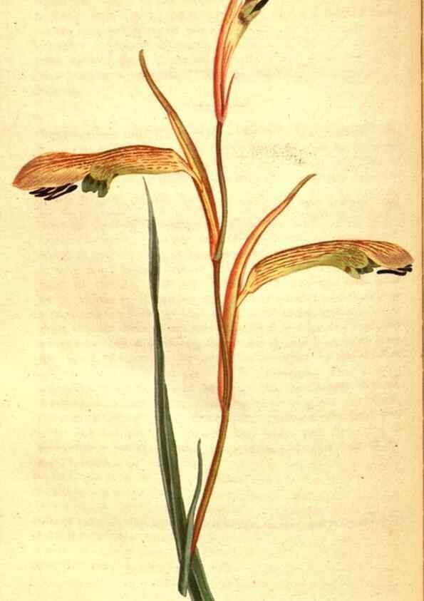 Reproducción/Reproduction 8414381584: Curtis's botanical magazine.. London ;New York [etc.] :Academic Press [etc.]