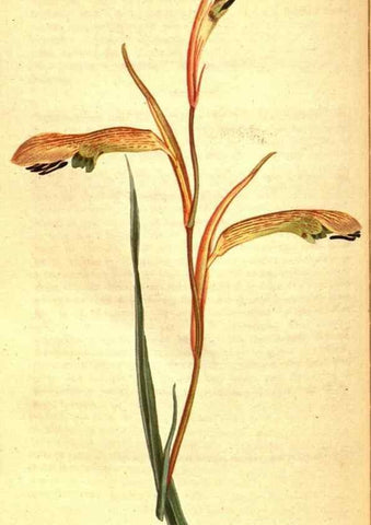 Reproducción/Reproduction 8414381584: Curtis's botanical magazine.. London ;New York [etc.] :Academic Press [etc.]