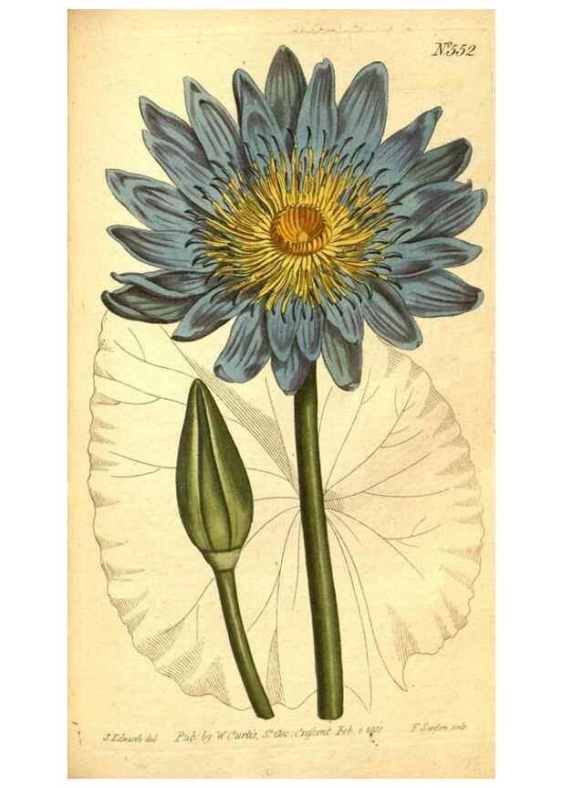 Reproducción/Reproduction 8414371958: Curtis's botanical magazine.. London ;New York [etc.] :Academic Press [etc.]