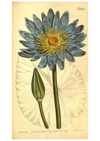 Reproducción/Reproduction 8414371958: Curtis's botanical magazine.. London ;New York [etc.] :Academic Press [etc.]