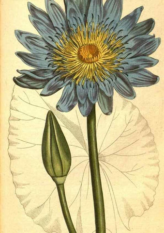 Reproducción/Reproduction 8414371958: Curtis's botanical magazine.. London ;New York [etc.] :Academic Press [etc.]