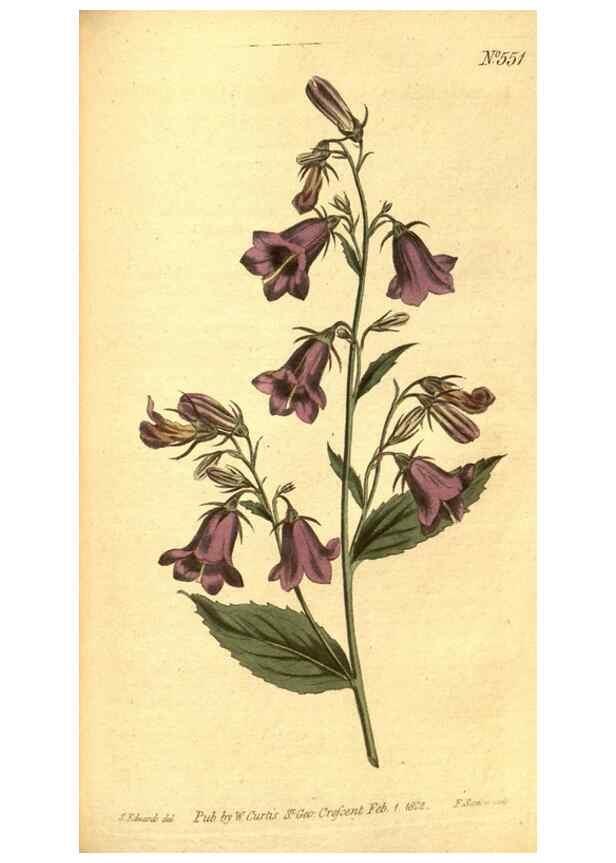 Reproducción/Reproduction 8413273105: Curtis's botanical magazine.. London ;New York [etc.] :Academic Press [etc.]
