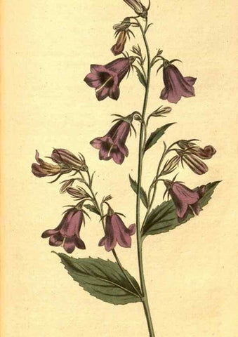 Reproducción/Reproduction 8413273105: Curtis's botanical magazine.. London ;New York [etc.] :Academic Press [etc.]