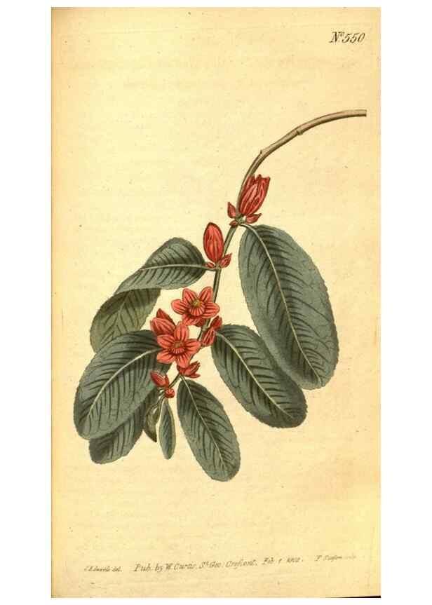 Reproducción/Reproduction 8413272567: Curtis's botanical magazine.. London ;New York [etc.] :Academic Press [etc.]