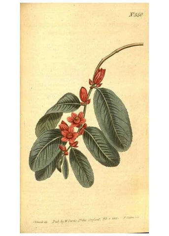 Reproducción/Reproduction 8413272567: Curtis's botanical magazine.. London ;New York [etc.] :Academic Press [etc.]