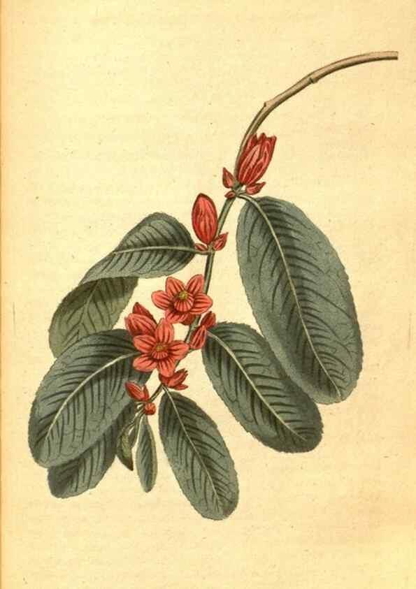 Reproducción/Reproduction 8413272567: Curtis's botanical magazine.. London ;New York [etc.] :Academic Press [etc.]