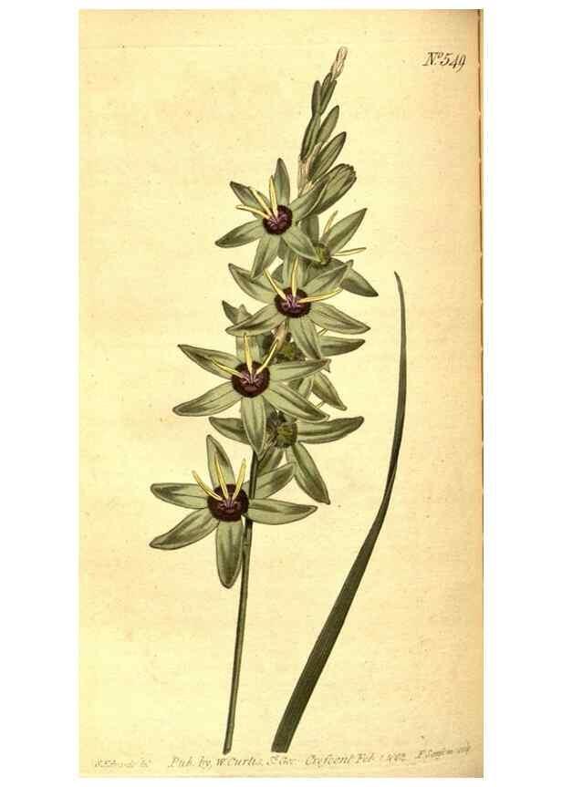 Reproducción/Reproduction 8413271979: Curtis's botanical magazine.. London ;New York [etc.] :Academic Press [etc.]