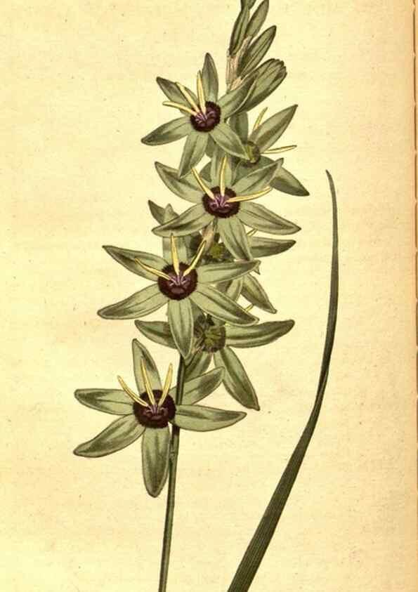 Reproducción/Reproduction 8413271979: Curtis's botanical magazine.. London ;New York [etc.] :Academic Press [etc.]