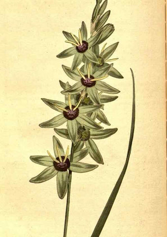 Reproducción/Reproduction 8413271979: Curtis's botanical magazine.. London ;New York [etc.] :Academic Press [etc.]