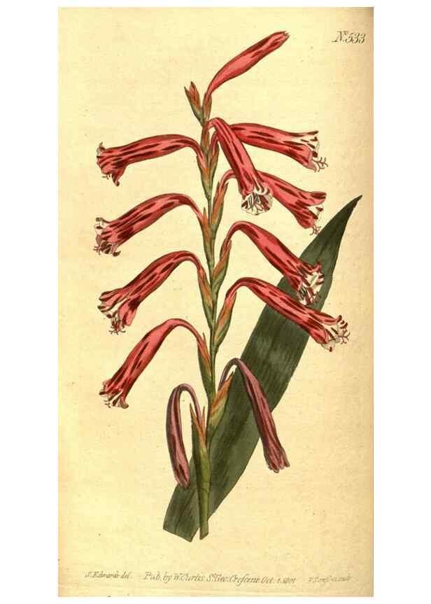 Reproducción/Reproduction 8414359070: Curtis's botanical magazine.. London ;New York [etc.] :Academic Press [etc.]