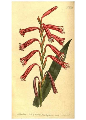 Reproducción/Reproduction 8414359070: Curtis's botanical magazine.. London ;New York [etc.] :Academic Press [etc.]
