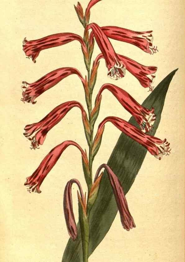 Reproducción/Reproduction 8414359070: Curtis's botanical magazine.. London ;New York [etc.] :Academic Press [etc.]