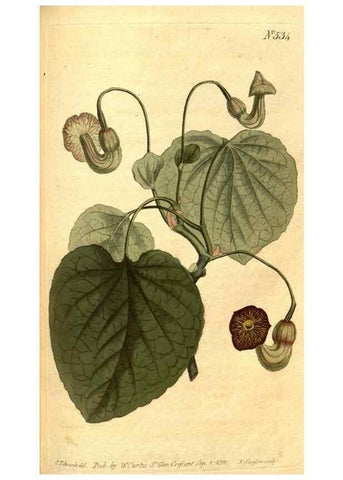 Reproducción/Reproduction 8413261309: Curtis's botanical magazine.. London ;New York [etc.] :Academic Press [etc.]