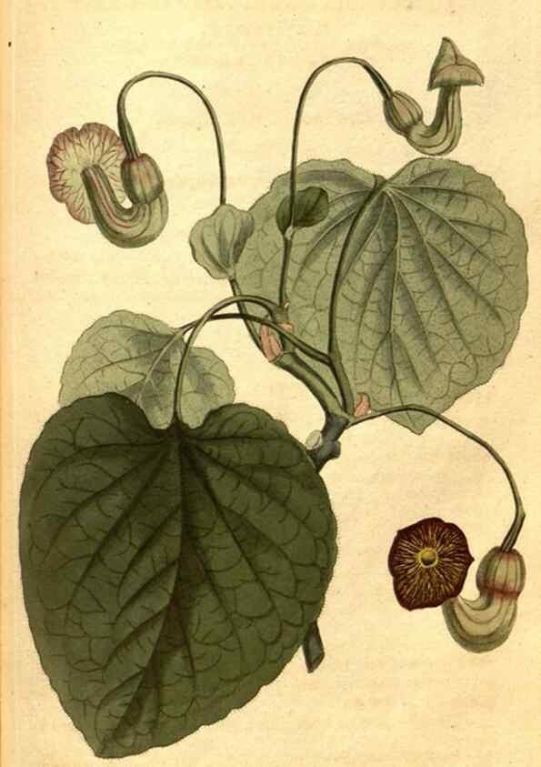 Reproducción/Reproduction 8413261309: Curtis's botanical magazine.. London ;New York [etc.] :Academic Press [etc.]