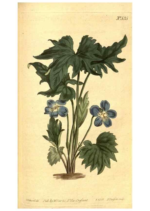 Reproducción/Reproduction 8413261907: Curtis's botanical magazine.. London ;New York [etc.] :Academic Press [etc.]