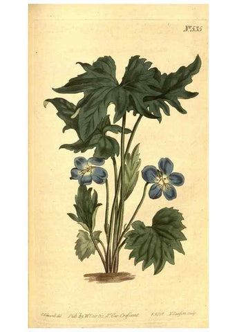 Reproducción/Reproduction 8413261907: Curtis's botanical magazine.. London ;New York [etc.] :Academic Press [etc.]