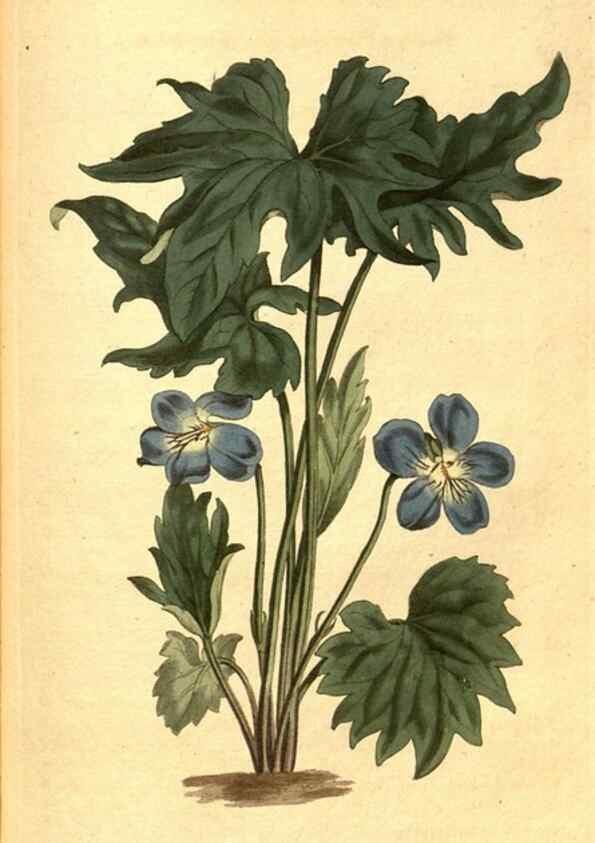 Reproducción/Reproduction 8413261907: Curtis's botanical magazine.. London ;New York [etc.] :Academic Press [etc.]