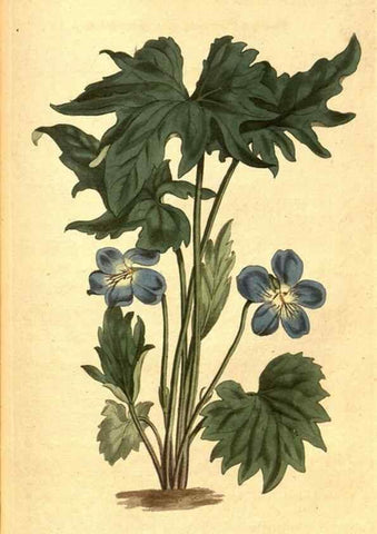 Reproducción/Reproduction 8413261907: Curtis's botanical magazine.. London ;New York [etc.] :Academic Press [etc.]