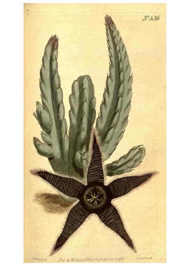 Reproducción/Reproduction 8413262607: Curtis's botanical magazine.. London ;New York [etc.] :Academic Press [etc.]