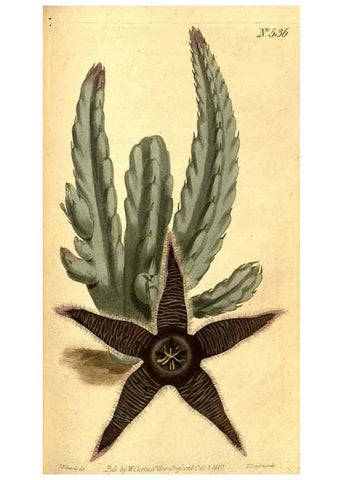 Reproducción/Reproduction 8413262607: Curtis's botanical magazine.. London ;New York [etc.] :Academic Press [etc.]