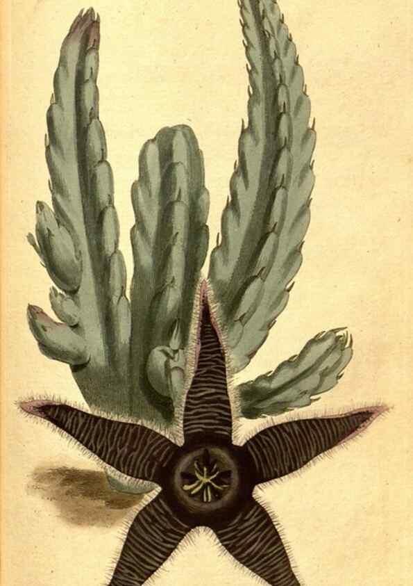 Reproducción/Reproduction 8413262607: Curtis's botanical magazine.. London ;New York [etc.] :Academic Press [etc.]