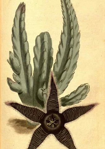 Reproducción/Reproduction 8413262607: Curtis's botanical magazine.. London ;New York [etc.] :Academic Press [etc.]