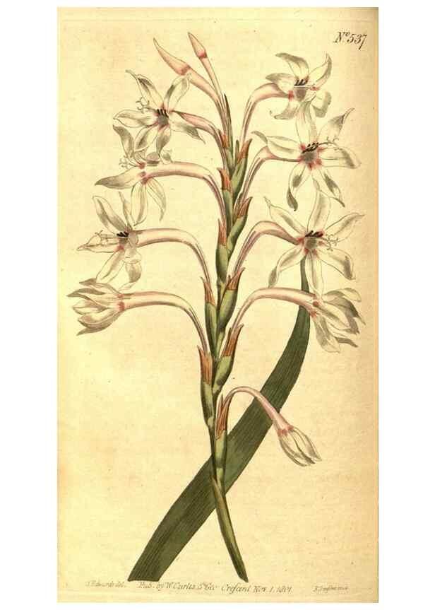 Reproducción/Reproduction 8414361530: Curtis's botanical magazine.. London ;New York [etc.] :Academic Press [etc.]