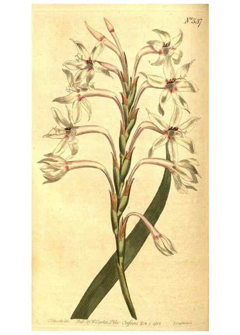 Reproducción/Reproduction 8414361530: Curtis's botanical magazine.. London ;New York [etc.] :Academic Press [etc.]