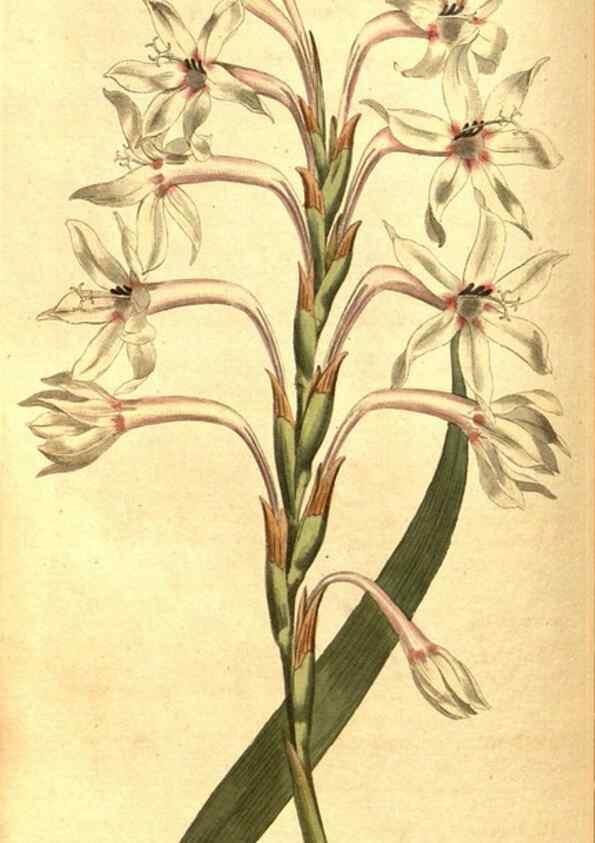 Reproducción/Reproduction 8414361530: Curtis's botanical magazine.. London ;New York [etc.] :Academic Press [etc.]