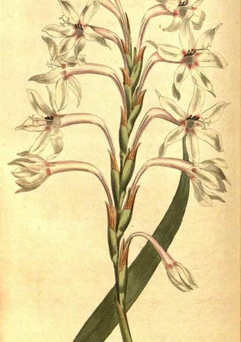 Reproducción/Reproduction 8414361530: Curtis's botanical magazine.. London ;New York [etc.] :Academic Press [etc.]
