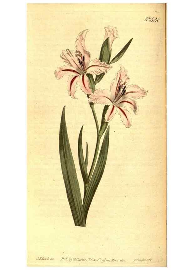 Reproducción/Reproduction 8413263691: Curtis's botanical magazine.. London ;New York [etc.] :Academic Press [etc.]