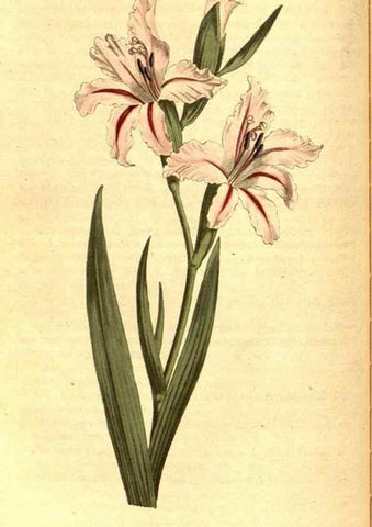 Reproducción/Reproduction 8413263691: Curtis's botanical magazine.. London ;New York [etc.] :Academic Press [etc.]