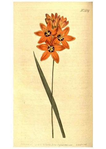Reproducción/Reproduction 8413264157: Curtis's botanical magazine.. London ;New York [etc.] :Academic Press [etc.]
