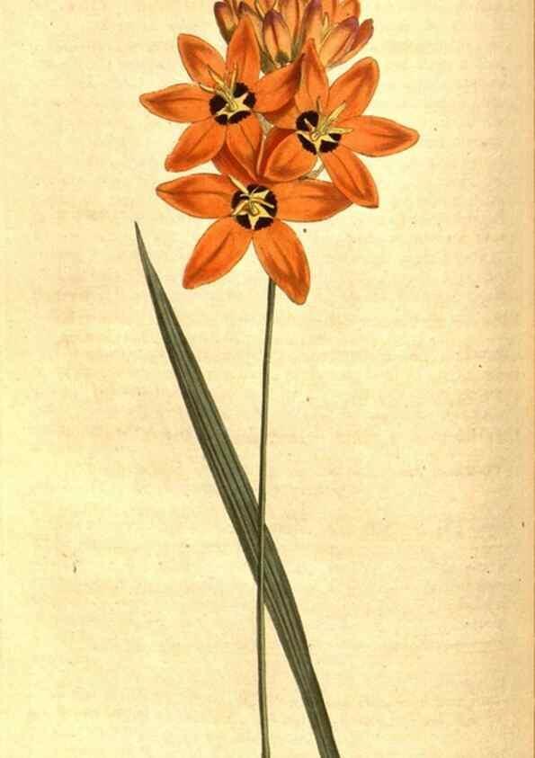 Reproducción/Reproduction 8413264157: Curtis's botanical magazine.. London ;New York [etc.] :Academic Press [etc.]