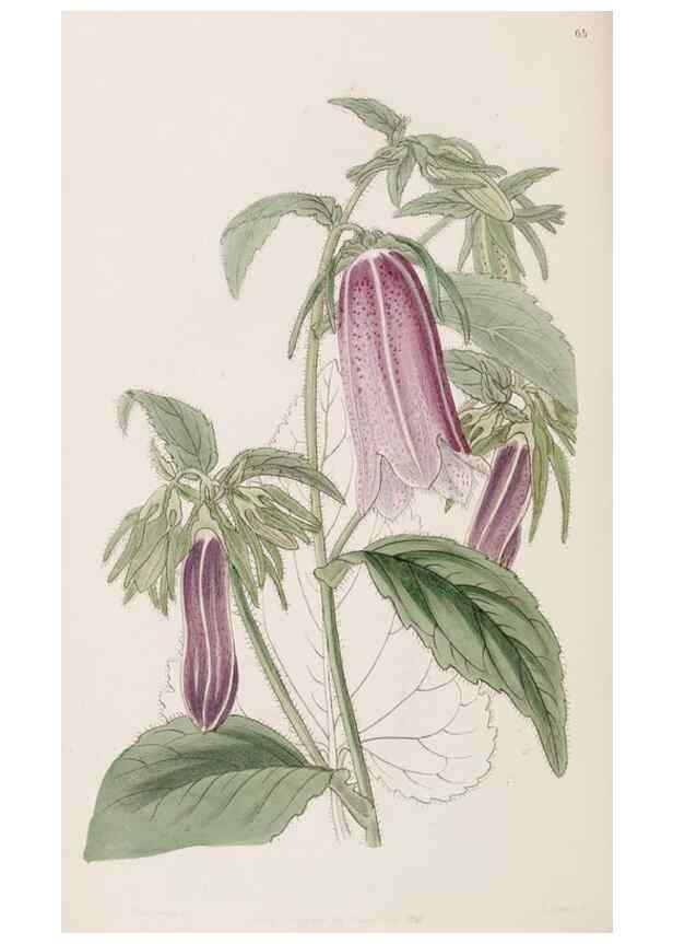 Reproducción/Reproduction 8407968267: Edwards's botanical register.. London :James Ridgway,1829-1847.